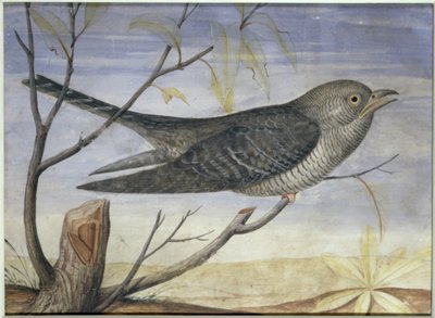 A Cuckoo Perched on a Branch by Carlo Battaglia